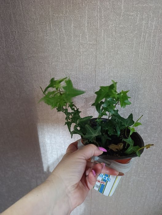 Продам плющ хедеру