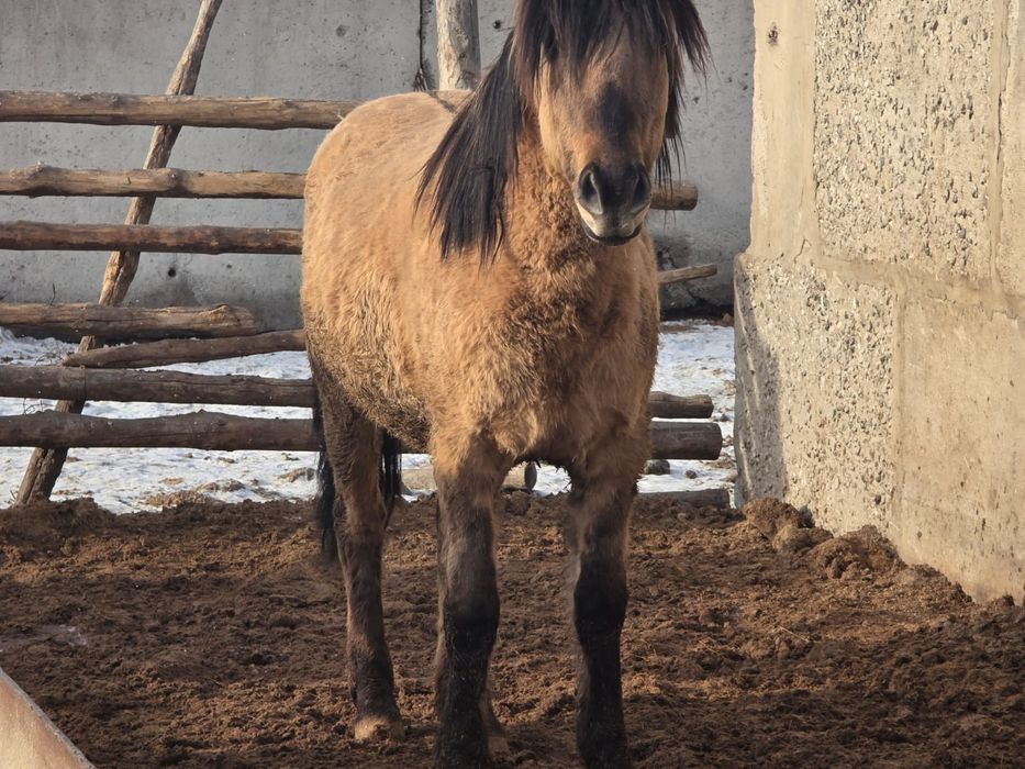 Мұғалжар айғырлар сатылады