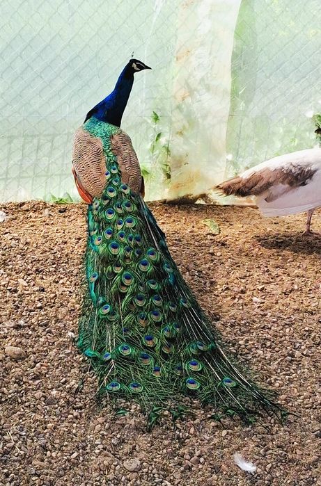 Mascul matur de paun Standard  !