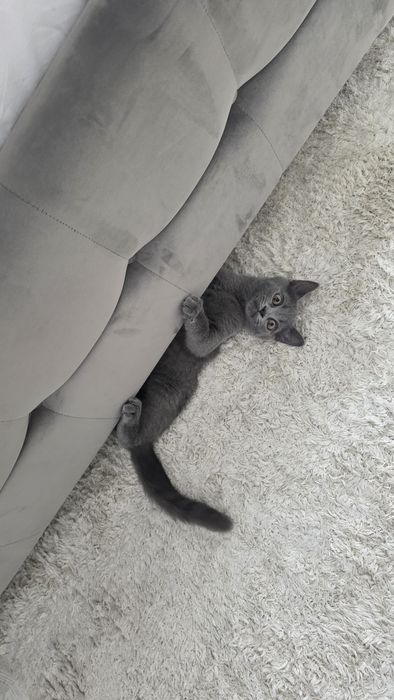 Baietel british shorthair blue
