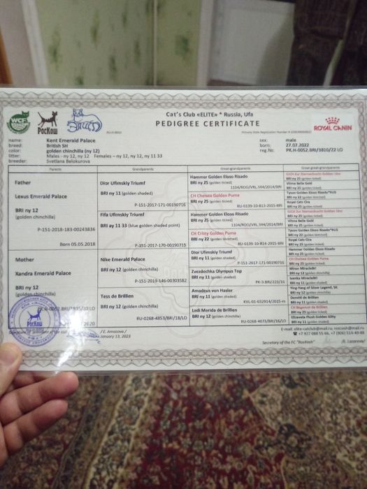 Британский шиншилла вязка