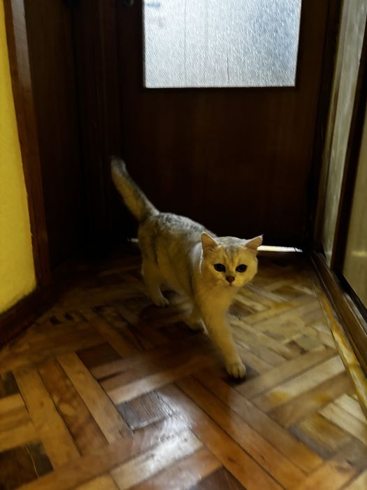 Шиншилла британская кот