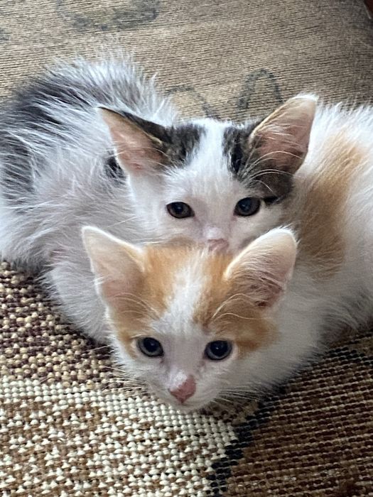 Отдам котенка в добрые руки