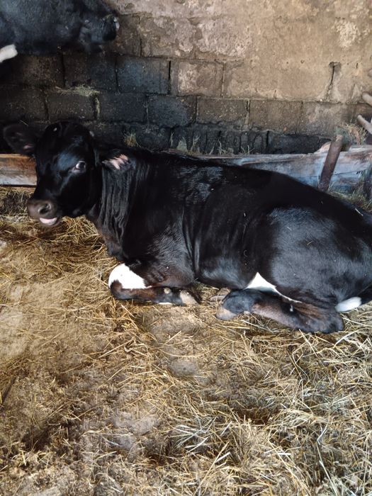 Vițica pentru prăsilă