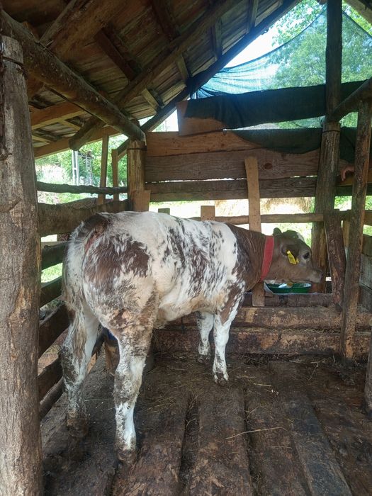 Vând vițea albastru belgian