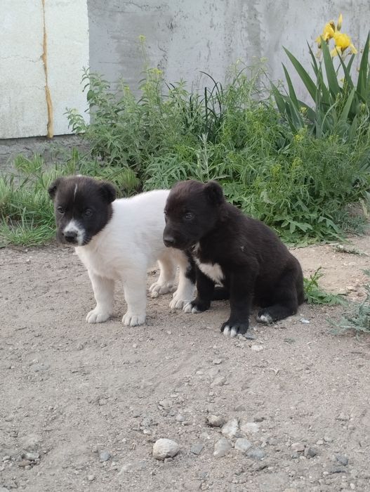 На продаже Тобеты