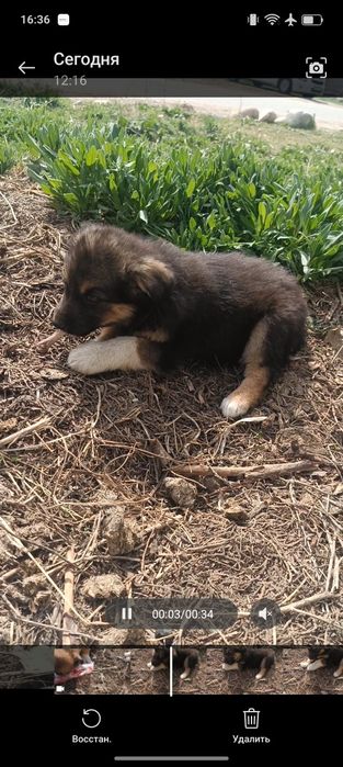 Отдам щенков в кыргауылды