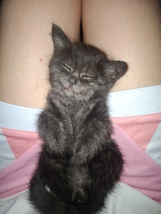 Отдам милых  котят