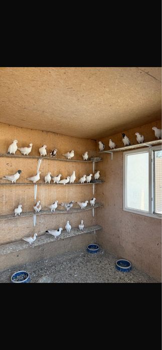 Продам Голубей Бакинцы