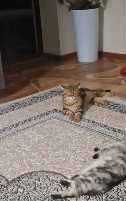 Продается котята