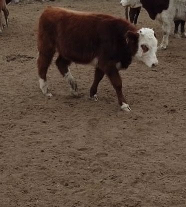 Срочно Бузаулы сиыр