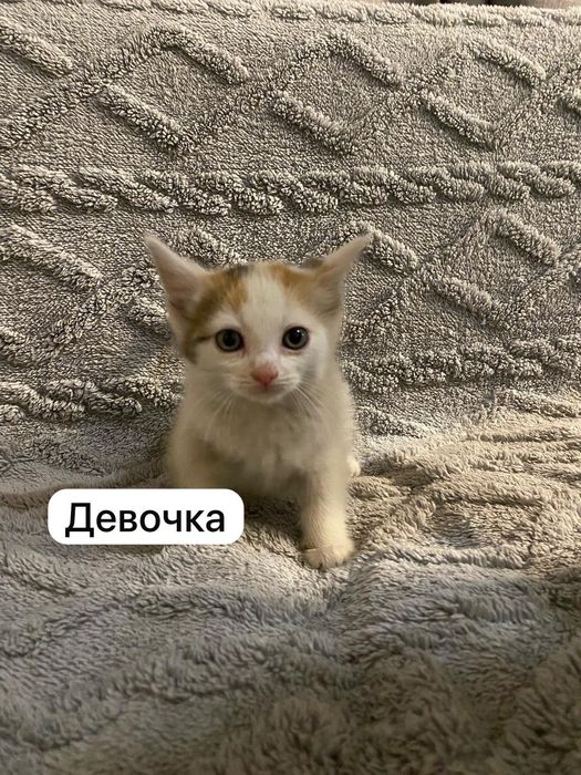 В добрые руки котики и кошечки