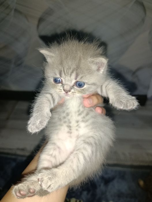 Mushuk sotiladi bollari bilan