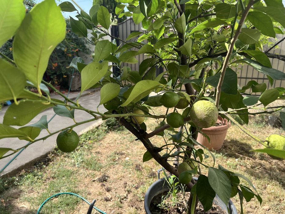 Lămâi altoit, 15+ ani, cultivat bio — de vânzare