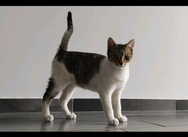 Котенца на 3 и 4 месеца търсят спешно дом