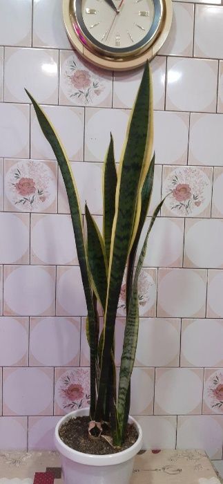 Сансевиерия (голд). В наличии 3 горшка