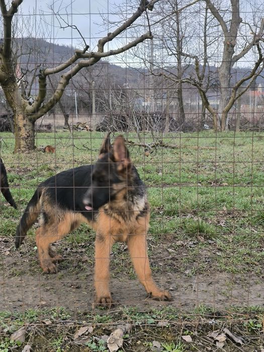 Pui de ciobanesc german cu pedigre.