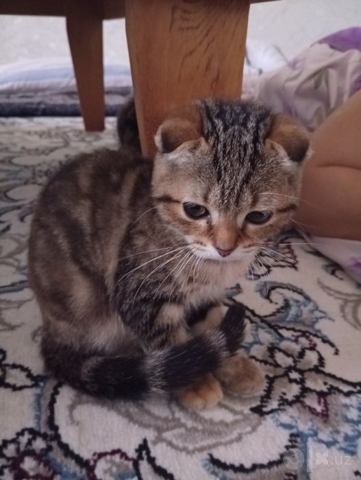 mushuk zotli quligi kichkina
