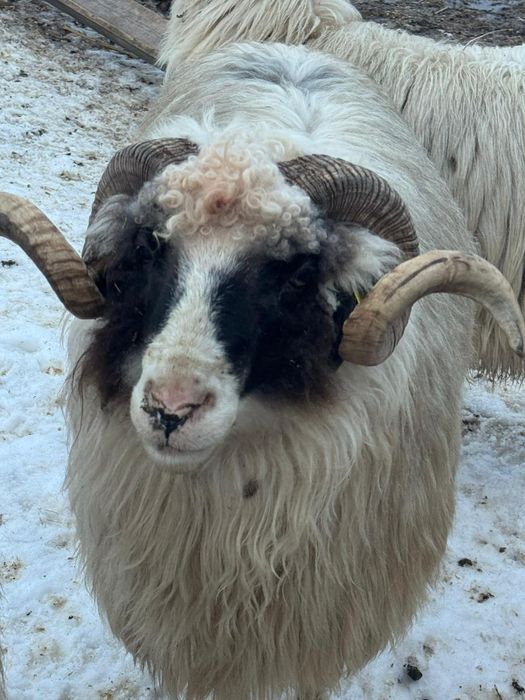 Vand doi berbeci vand doi berbeci