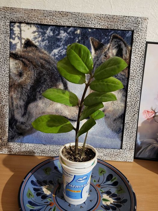 Продам комнатные цветы