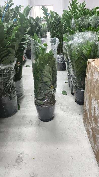 Цветы комнатные свежие