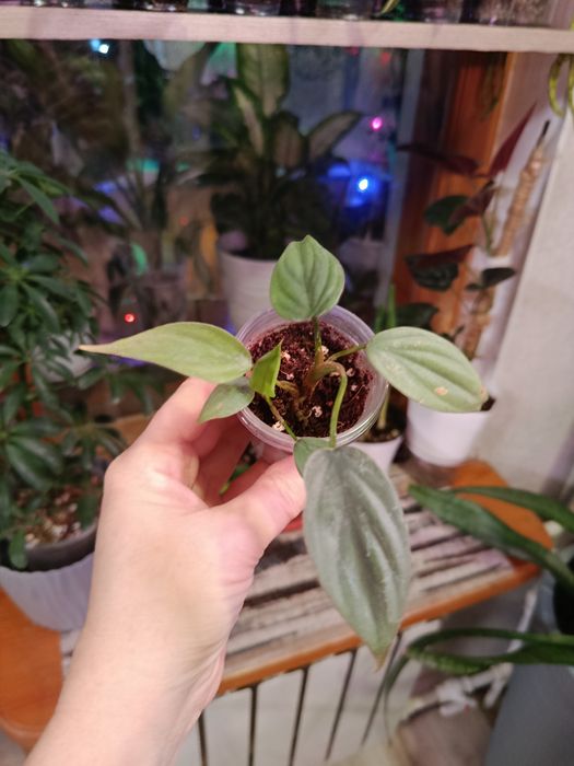 Продам комнатные цветы