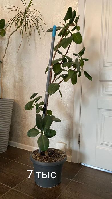 Рапродаю цветы срочно