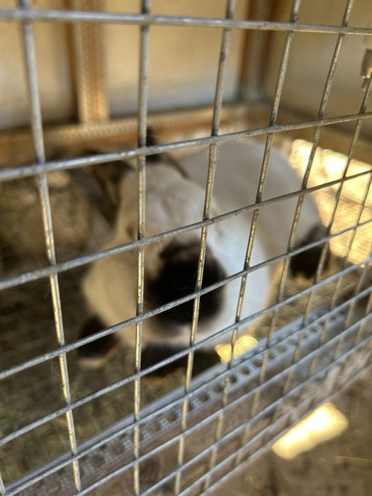 Продавам зайци