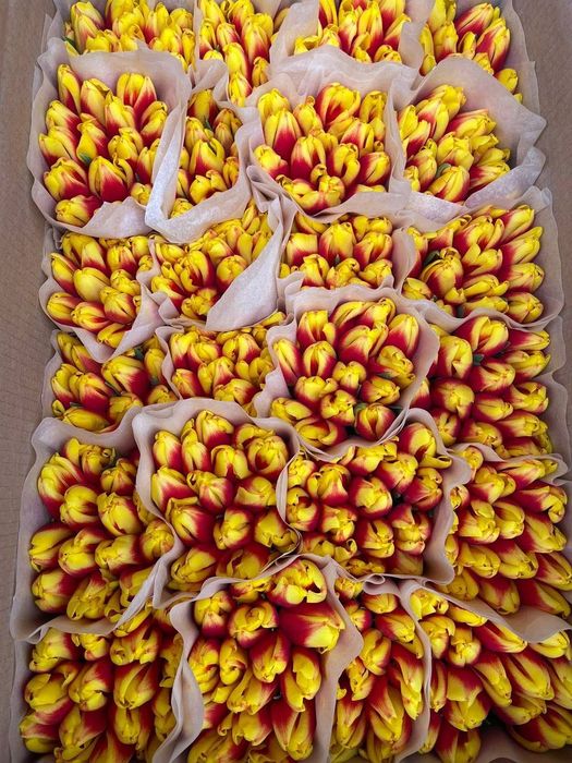 Тюльпаны к 8 Марта: минимум затрат – максимум дохода!