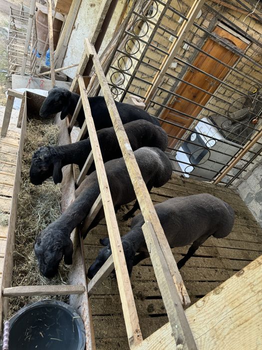 Кучкорлар сотилади