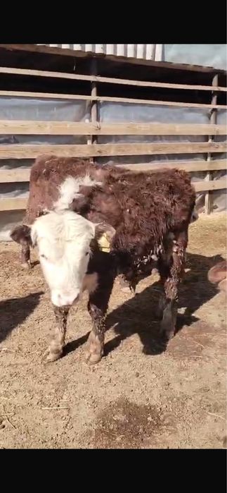 Бұқалар сатылымда !!! Продается быки!!!