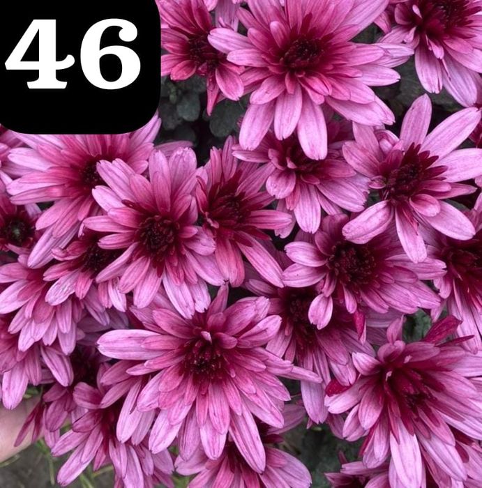 Хризантема мультифлора