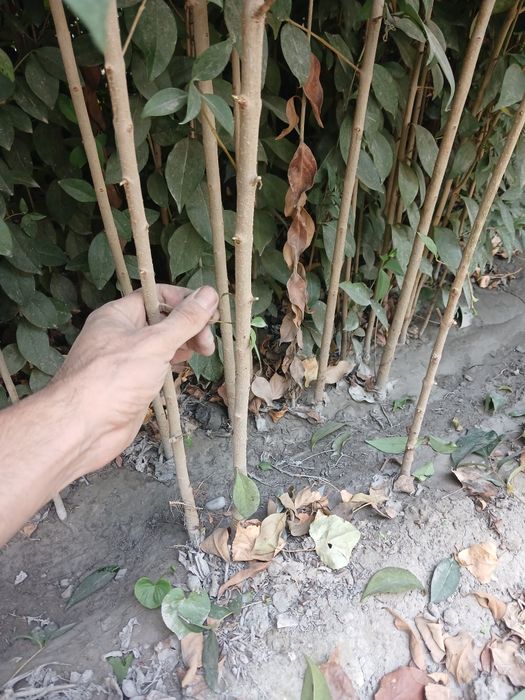Buruchina sensalari