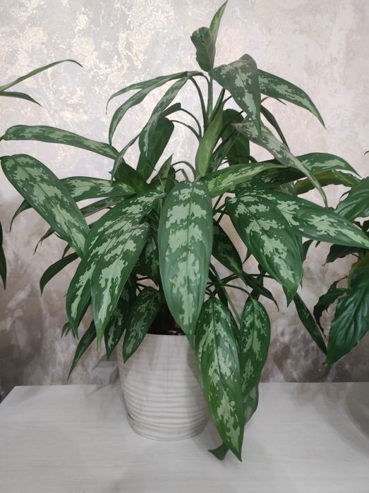 Продам растения домашние цветы