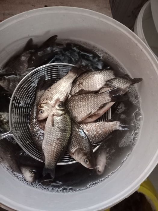 Малек КАРАСЬ...в продаже