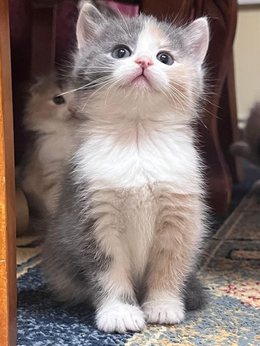 Шотландские малыши