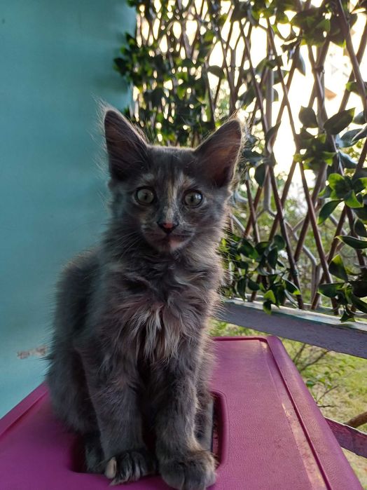Коте си търси дом