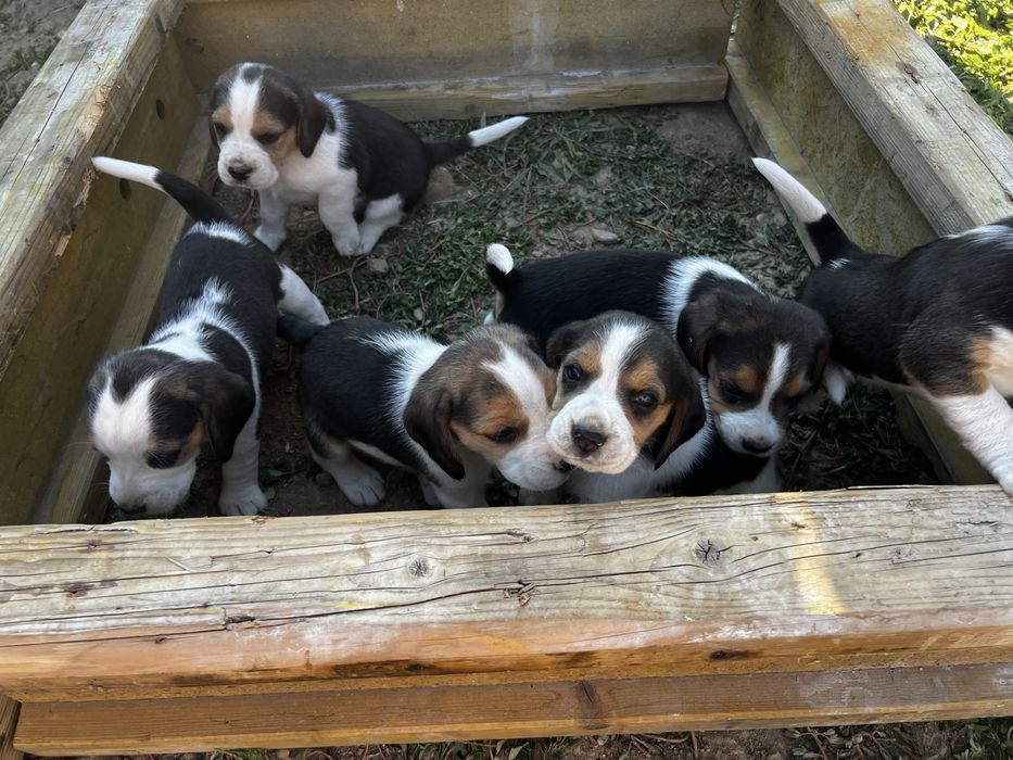 Pui Beagle disponibili