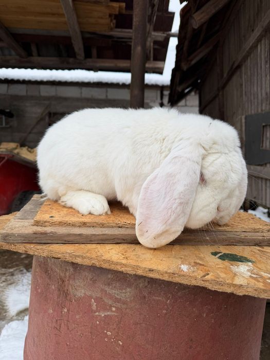 Iepuri berbec german