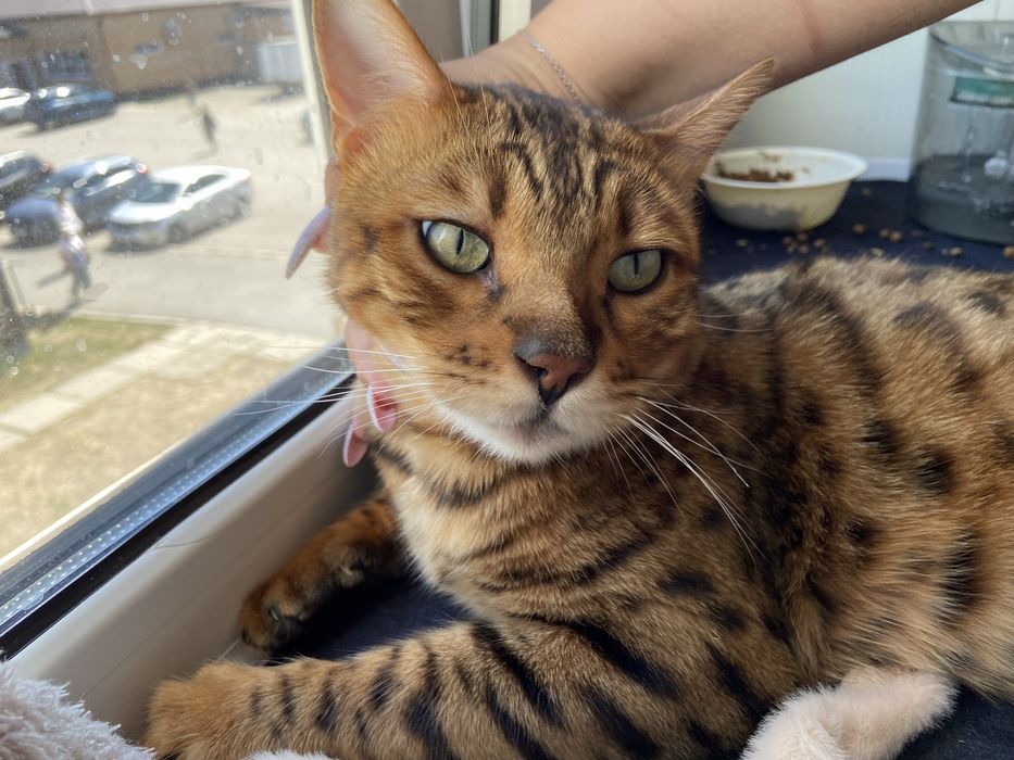 Бенгальский кот леопард