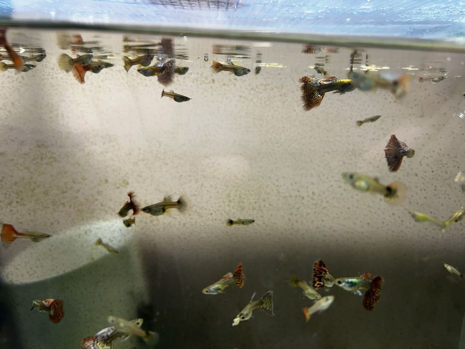 Подарявам риби гупи