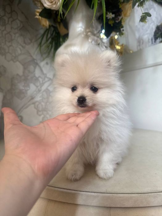 Щенок шпица продается