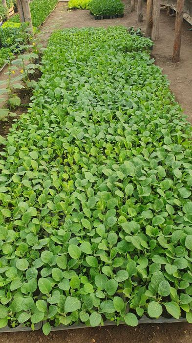 Rasaduri legume rosii, vinete, ardei, telina - producator
