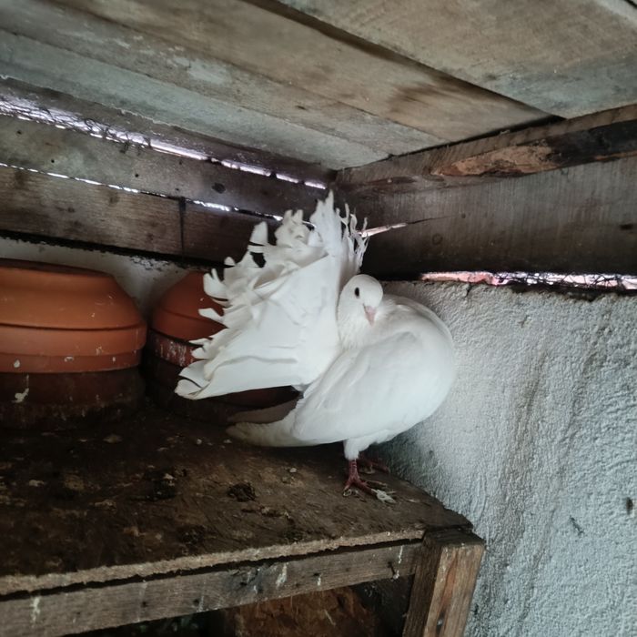 Porumbei voltați albi linie veche originala