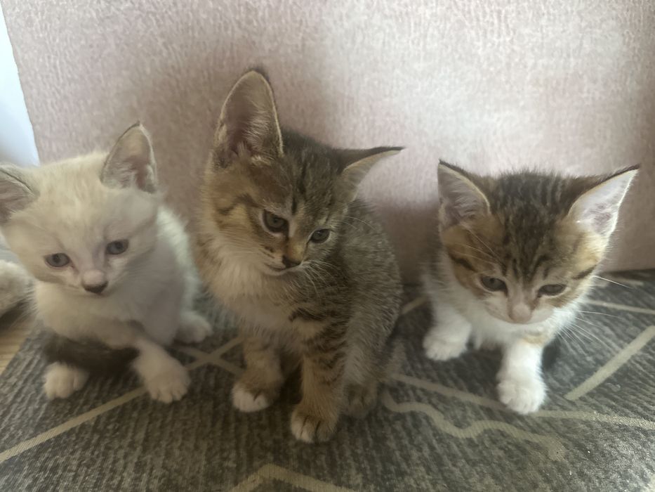 Котята в добрые руки