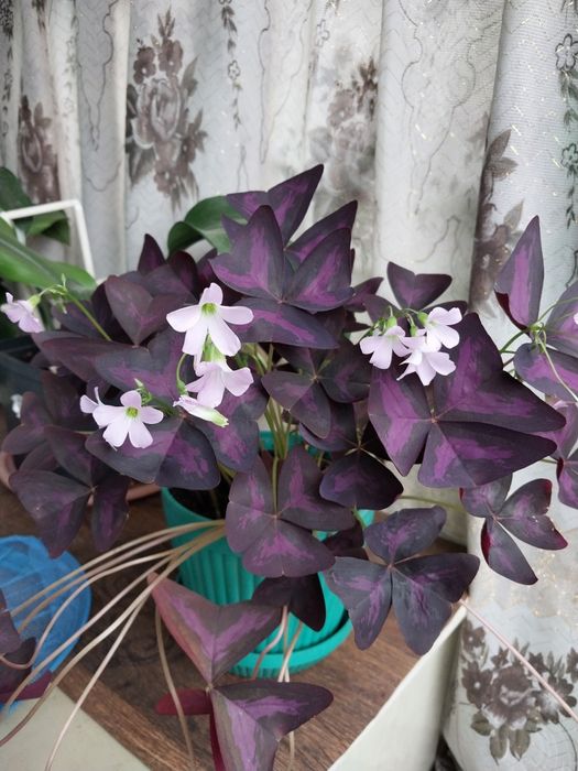 Продам садовые цветы