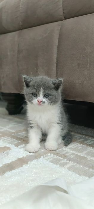 Срочно продам очень милый котёнок