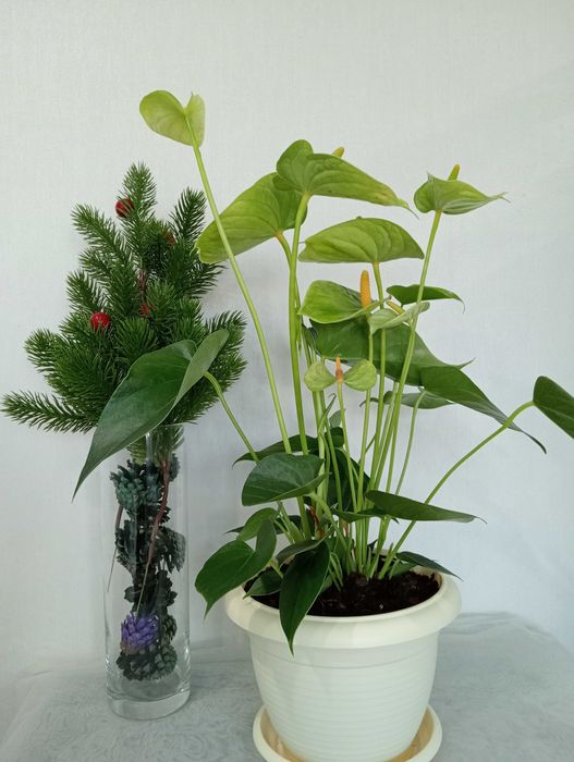 Красивые и Уютные Цветы в Ваш Дом