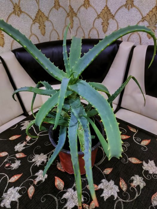 Лечебное алоэ, каланхоэ. Доставка