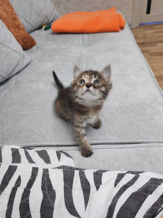 Котенок в добрые руки ненавязчивым остлеживанием судьбы!